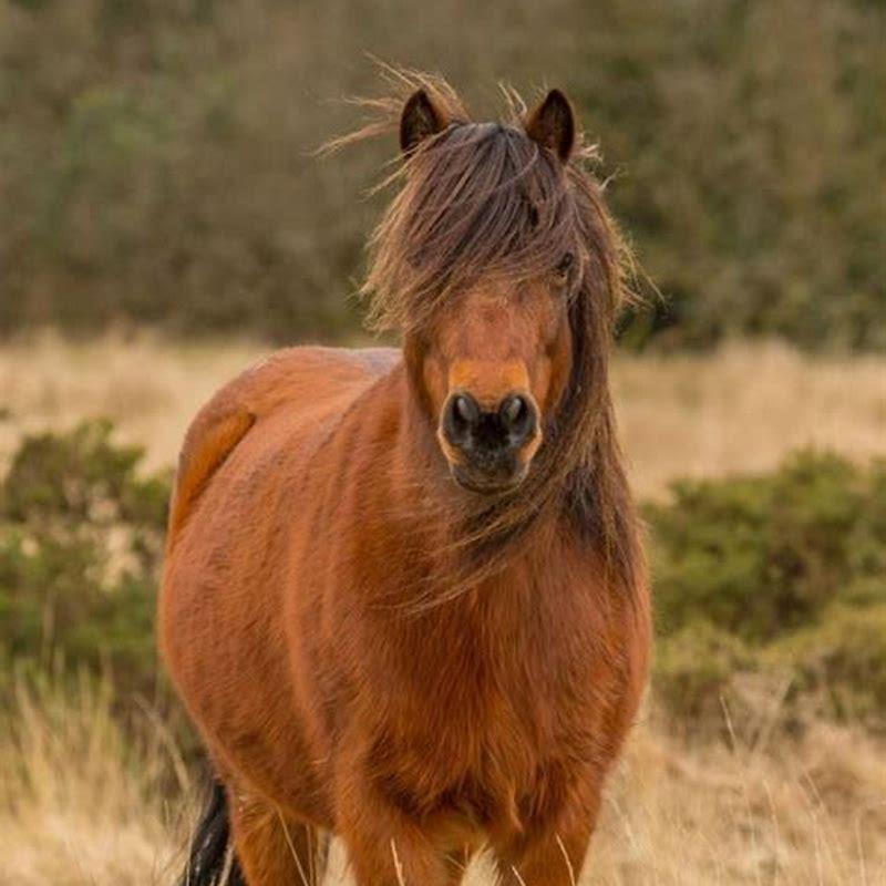 Are Highland ponies rare?