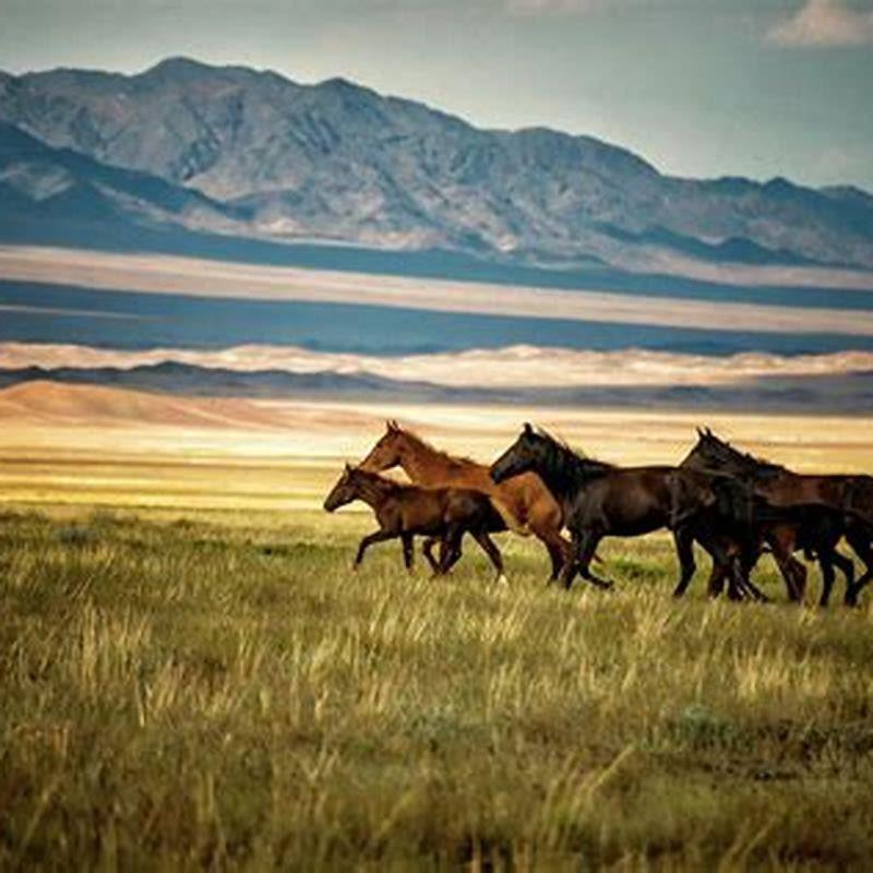 Are horses from Kazakhstan?