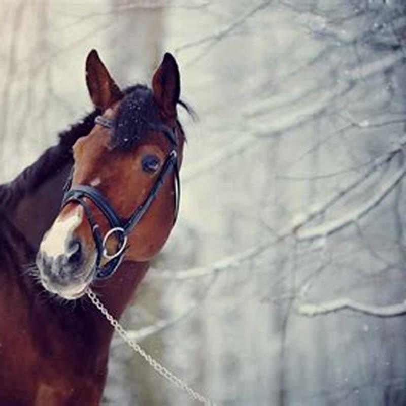 Are Irish sport horses good for beginners?