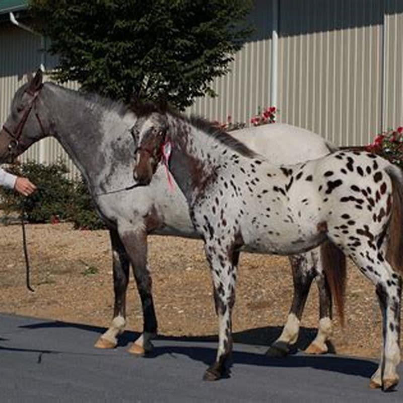 Are Knabstruppers good beginner horses?