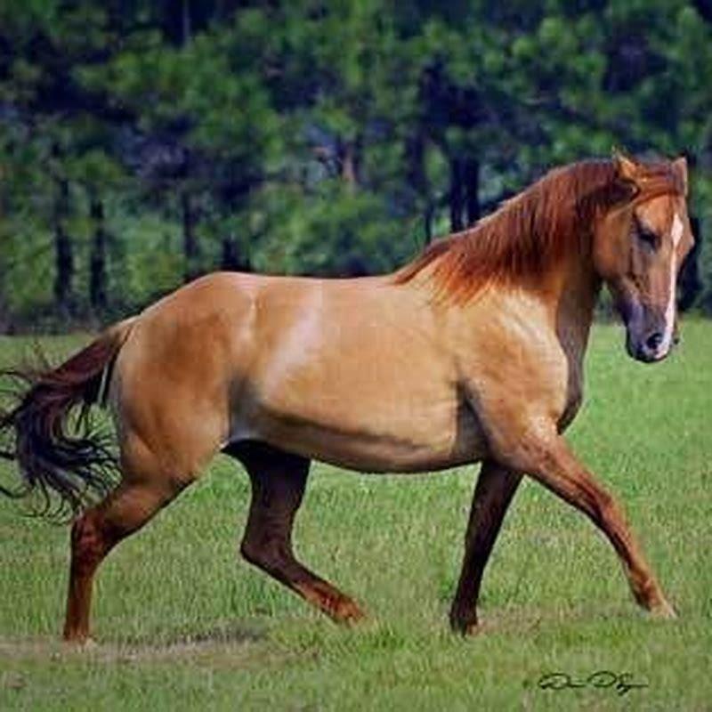 Are Marsh Tacky horses gaited?