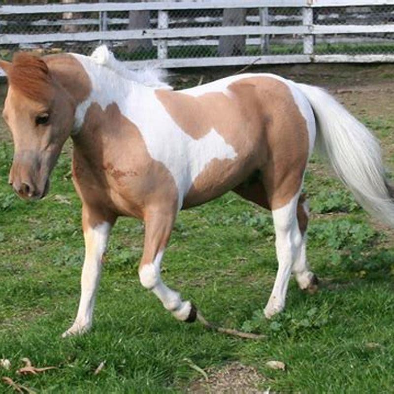 are-miniature-horses-real-horses-diy-seattle