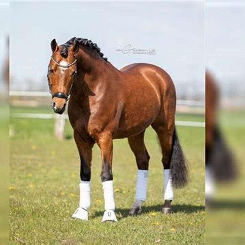 Are New Forest ponies good for dressage?
