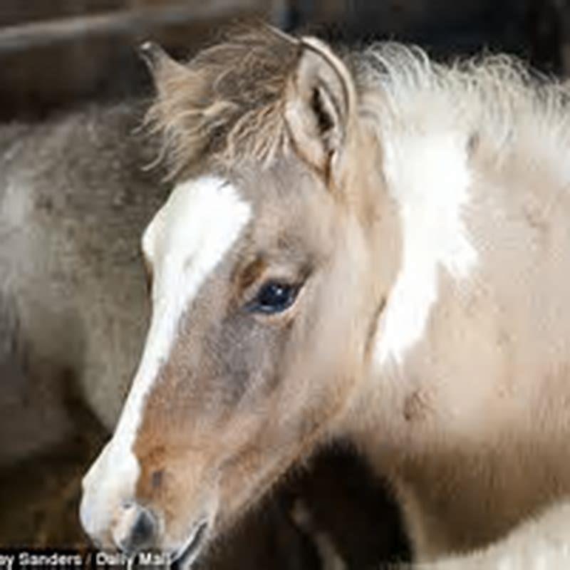 Are New Forest ponies sold for meat?