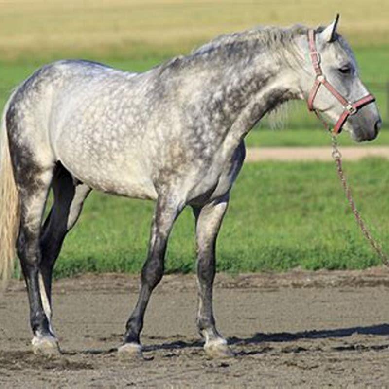 Are Orlov trotters good for beginners?