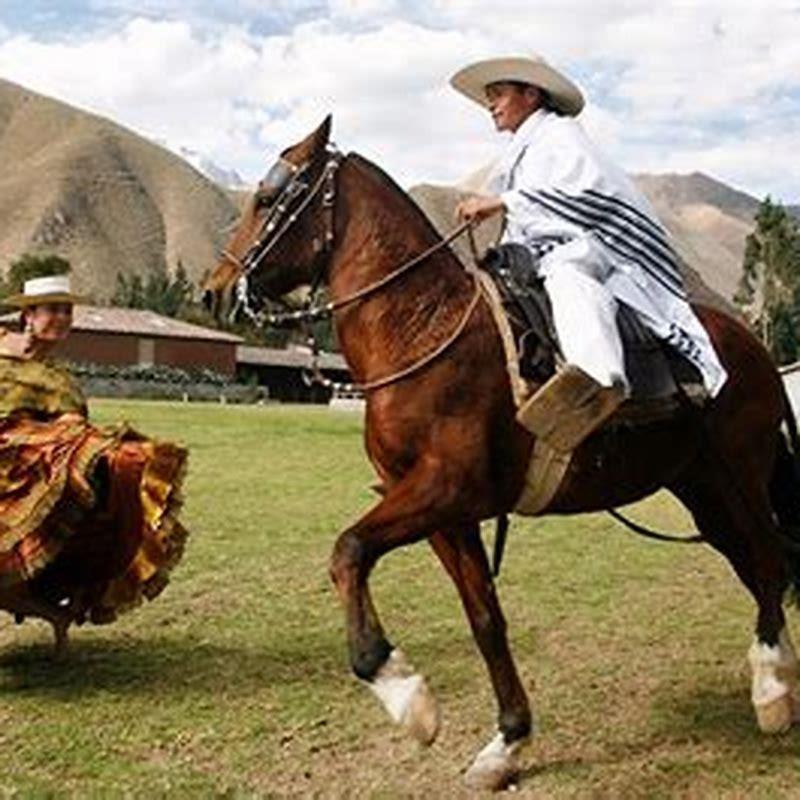 Are Peruvian Paso horses good for beginners?