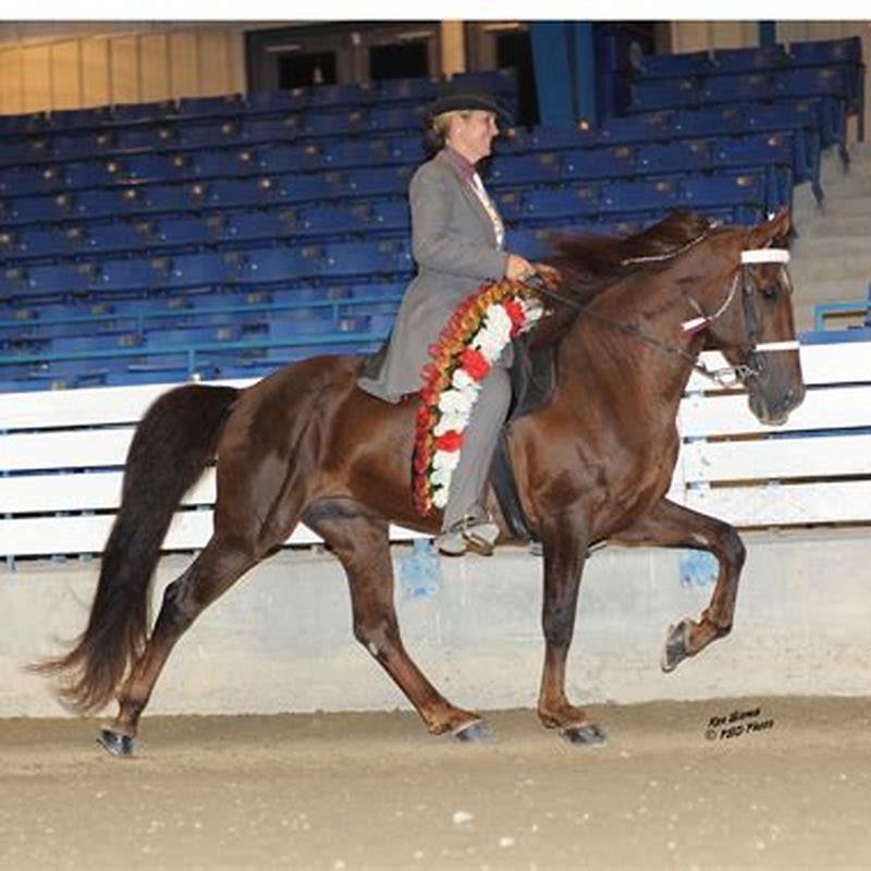 Are Tennessee Walkers gaited? DIY Seattle