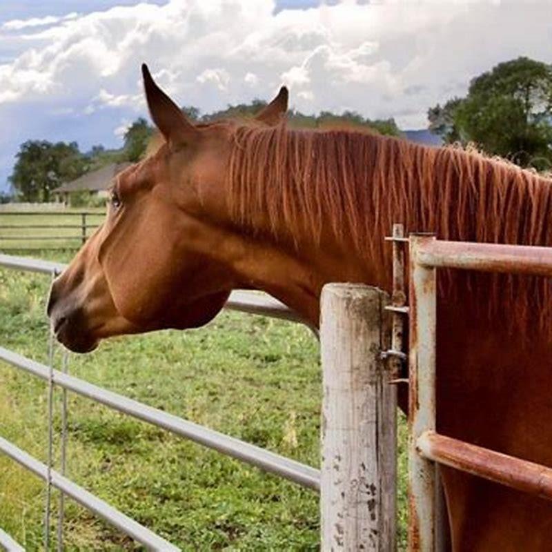 Are Tennessee walking horses good for beginners? - DIY Seattle