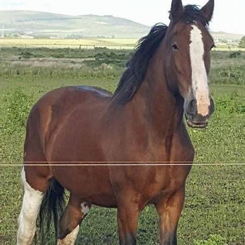 Are the Clydesdales still at Grants Farm?