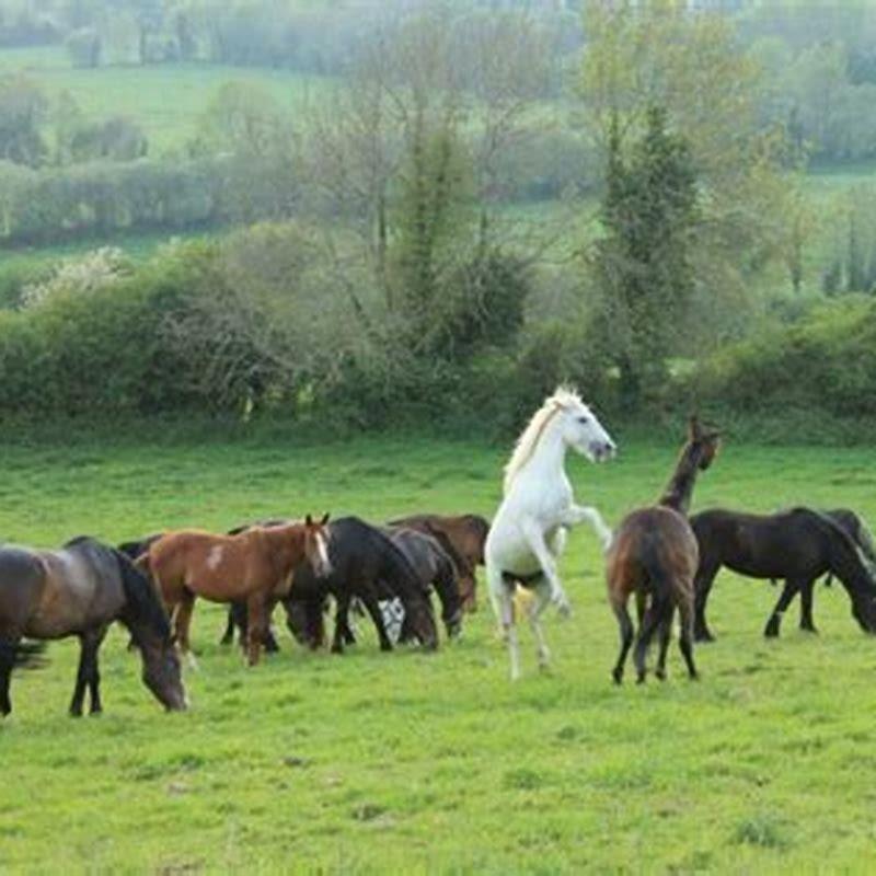 Are there any wild horses in Ireland? - DIY Seattle