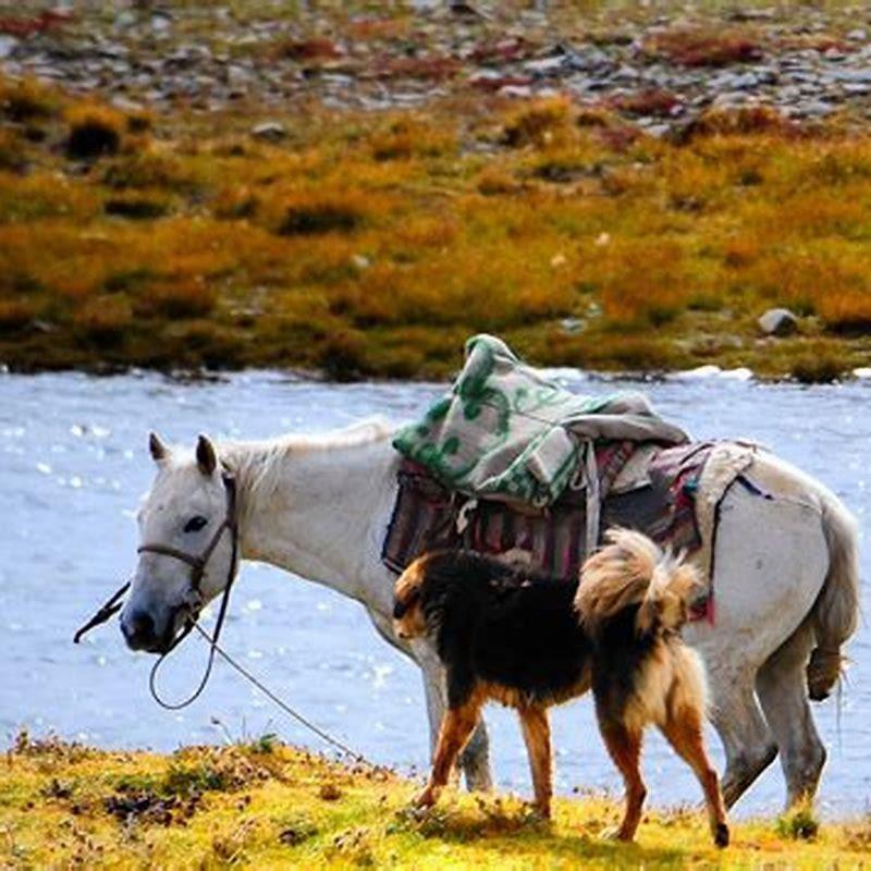 Are there horses in Tibet?