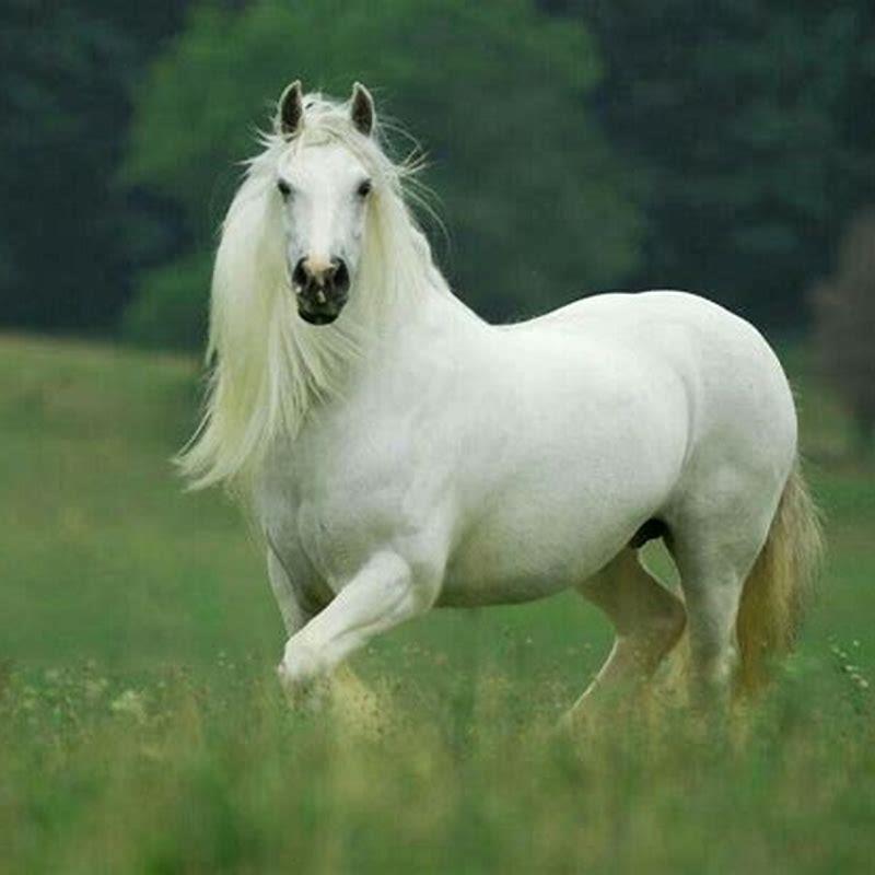 Are there wild horses in Portugal?