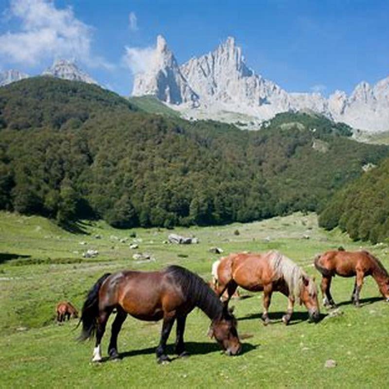 are-there-wild-horses-in-the-pyrenees-diy-seattle