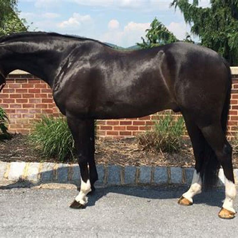 Are Westphalian horses good?