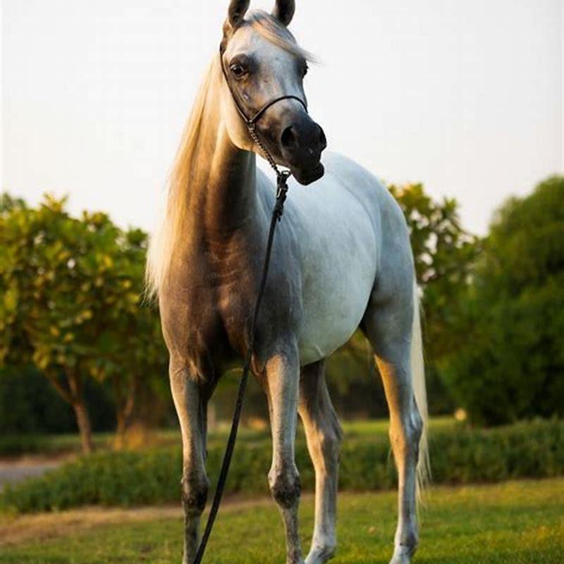 At what age do horses stop racing?