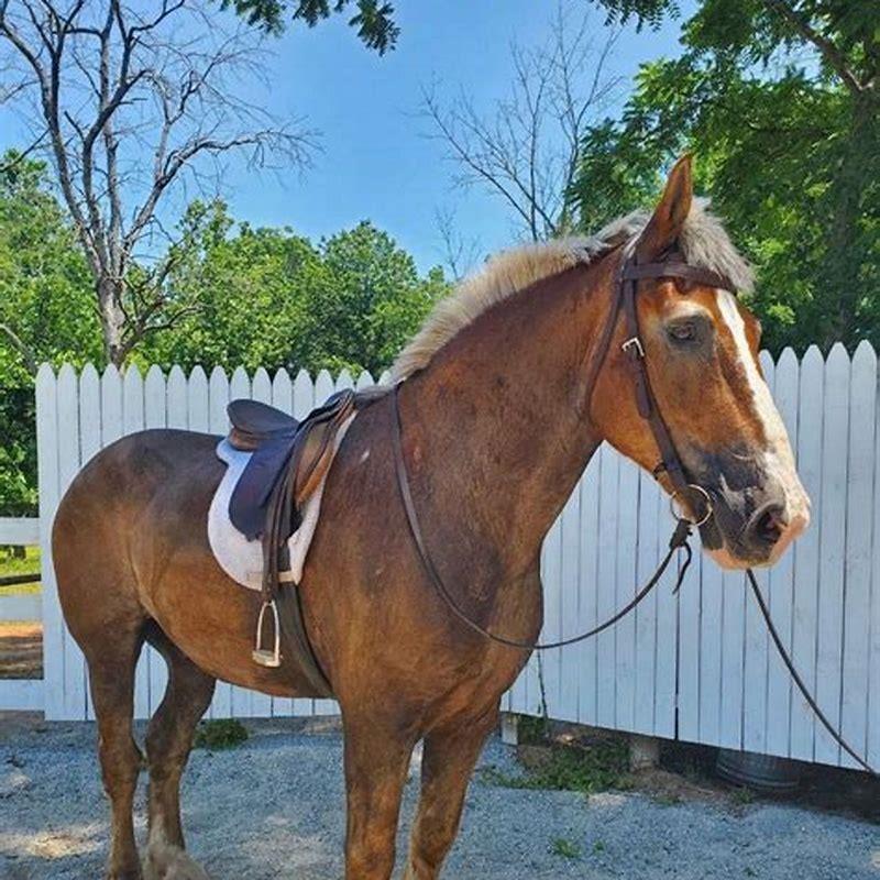 Can a Belgian horse be ridden?