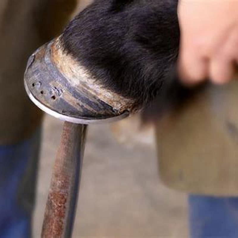 Can a farrier cause an abscess? - DIY Seattle