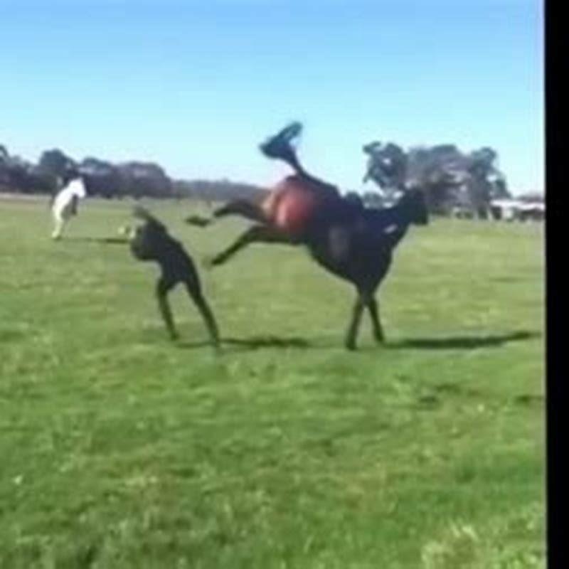 Can a horse kick your head off?