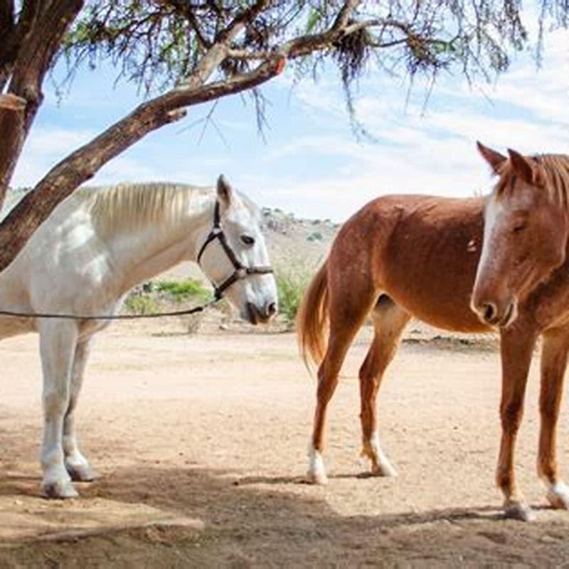 Can a horse recover from founder?
