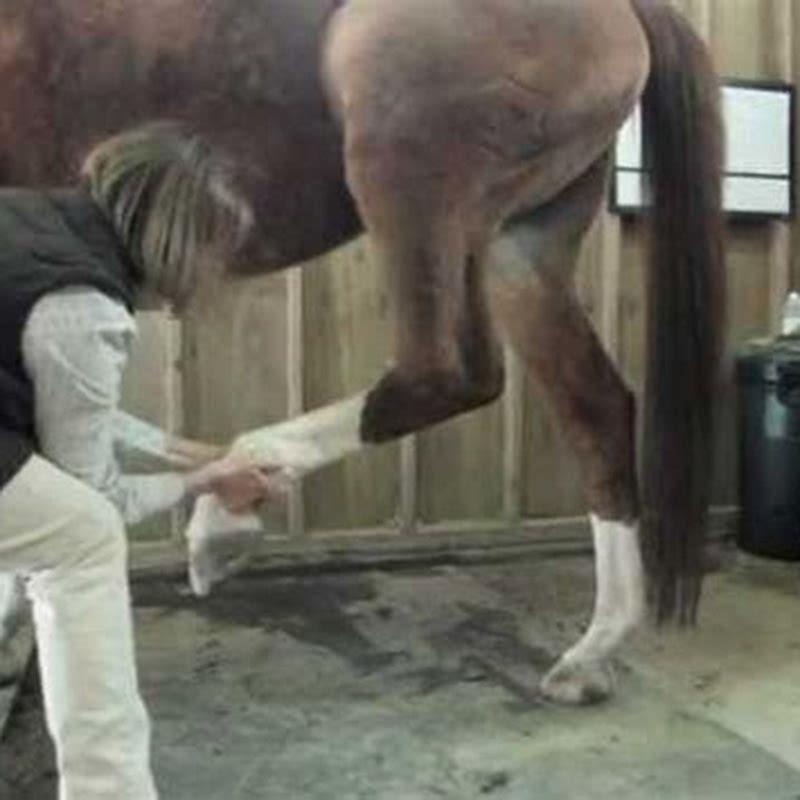 Can a horse survive being hamstrung?