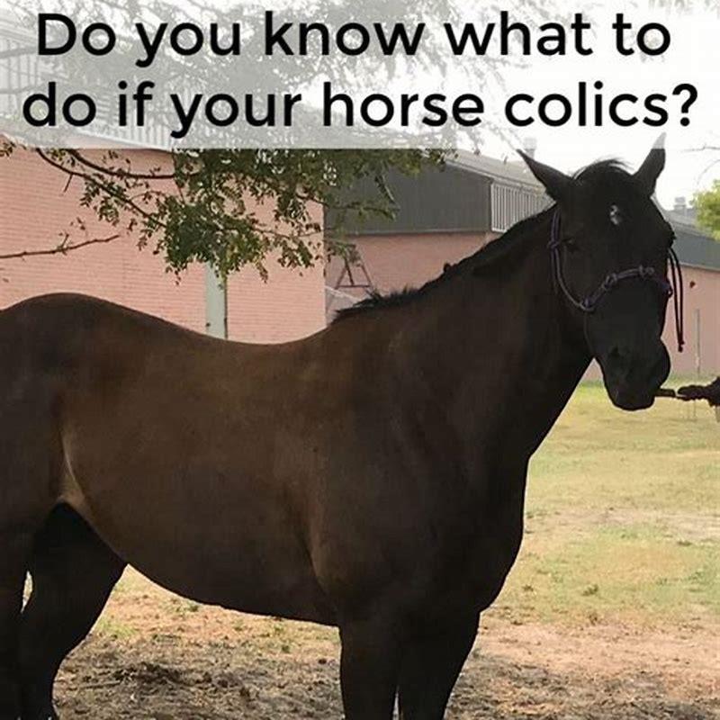 Can a horse survive colic? - DIY Seattle