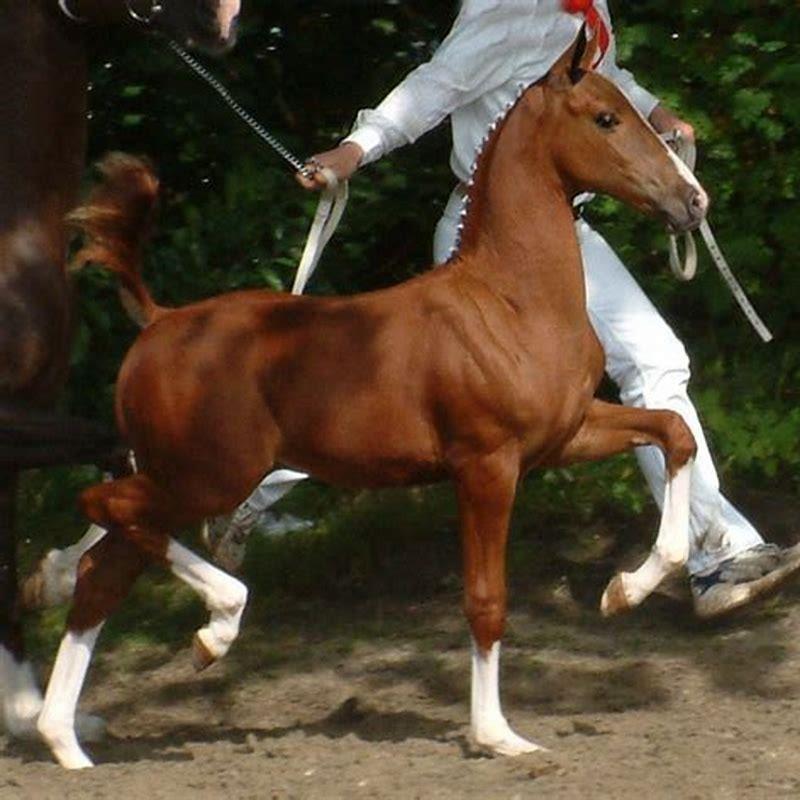 Can Dutch harness horse do dressage?