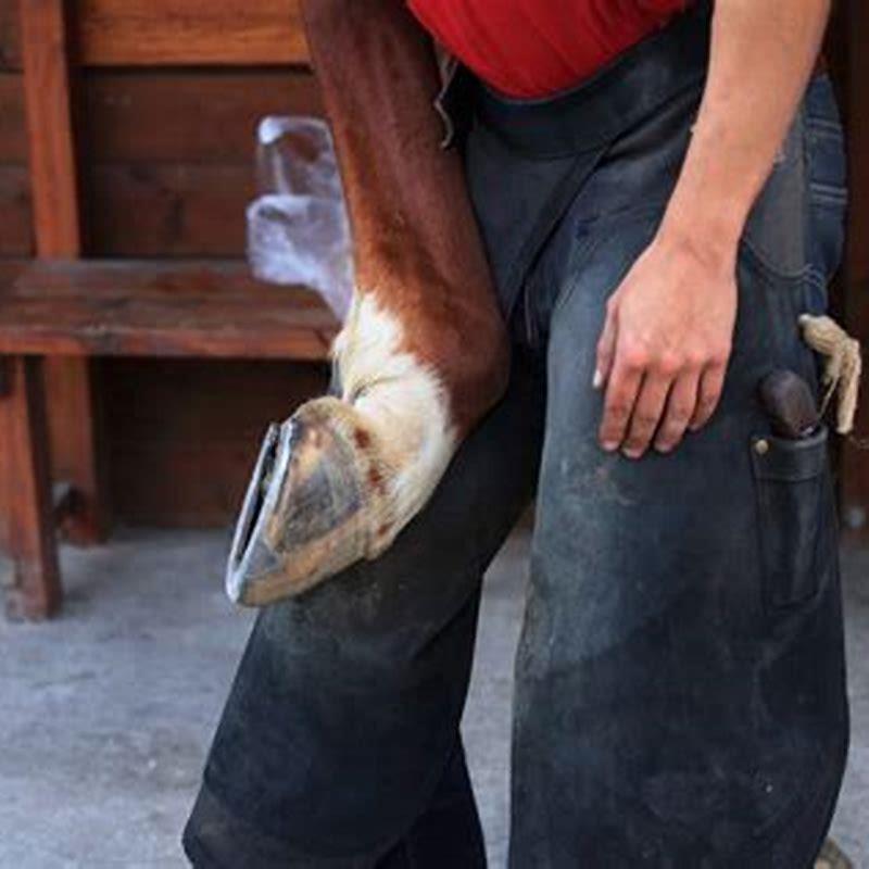 Can horse abscess heal on its own?