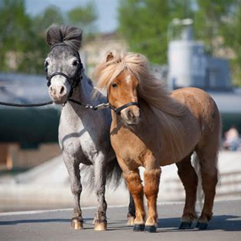 can-miniature-horses-be-ridden-diy-seattle