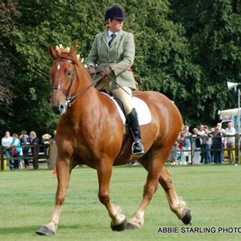 Can Suffolk Punch horses be ridden?