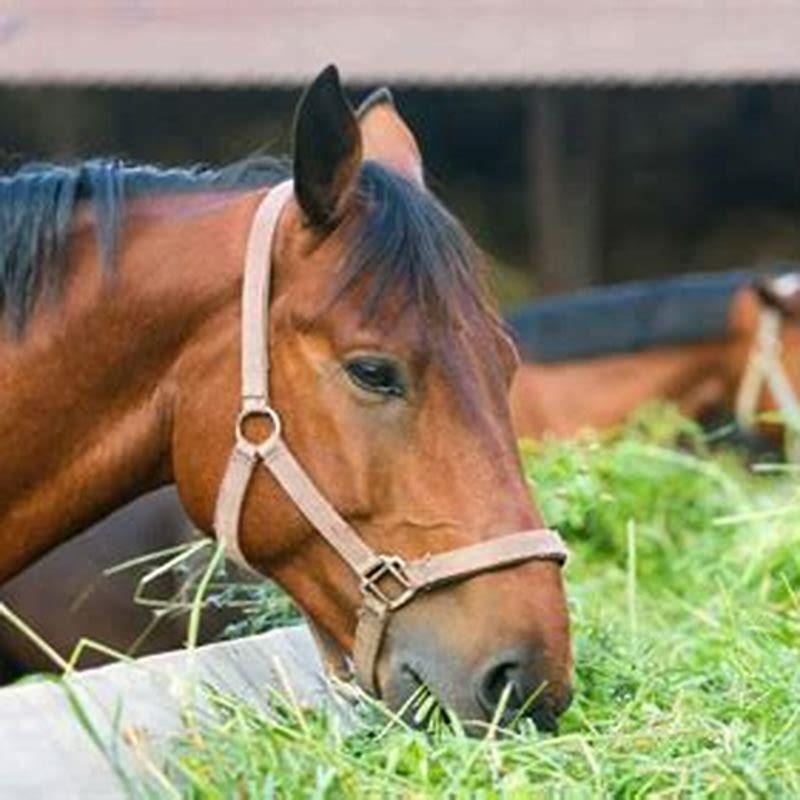 Can you eat horse in the US? - DIY Seattle