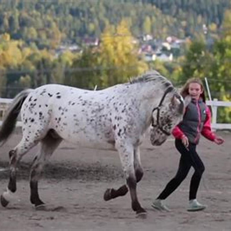 Can you give a horse away?