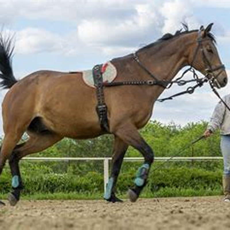 can-you-make-a-living-as-a-horse-trainer-diy-seattle