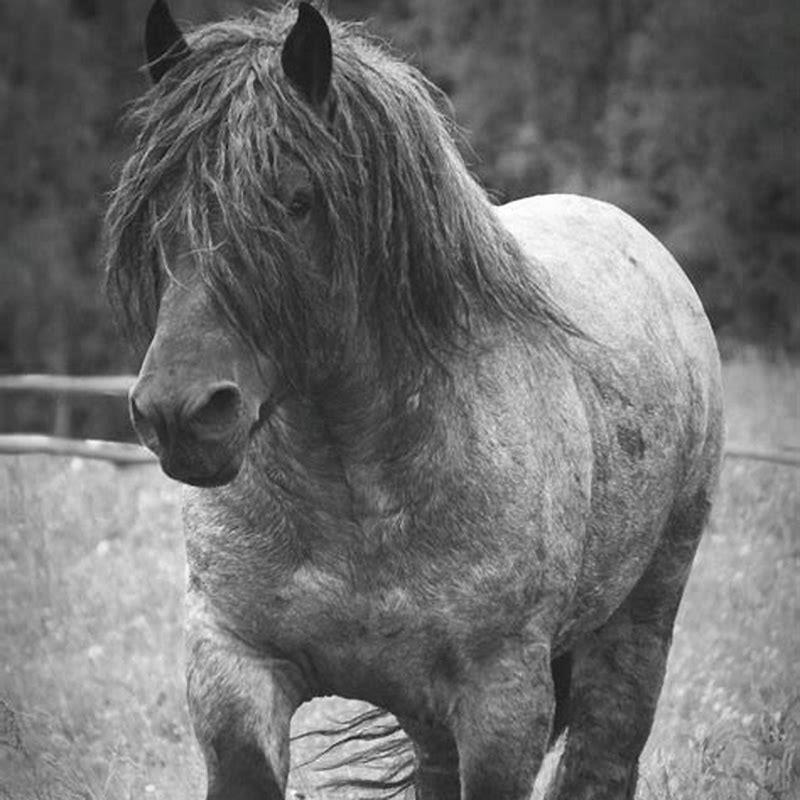 can-you-ride-a-ardennes-horse-diy-seattle