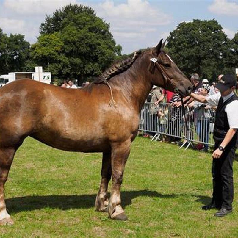 How Long Can U Ride A Pregnant Horse