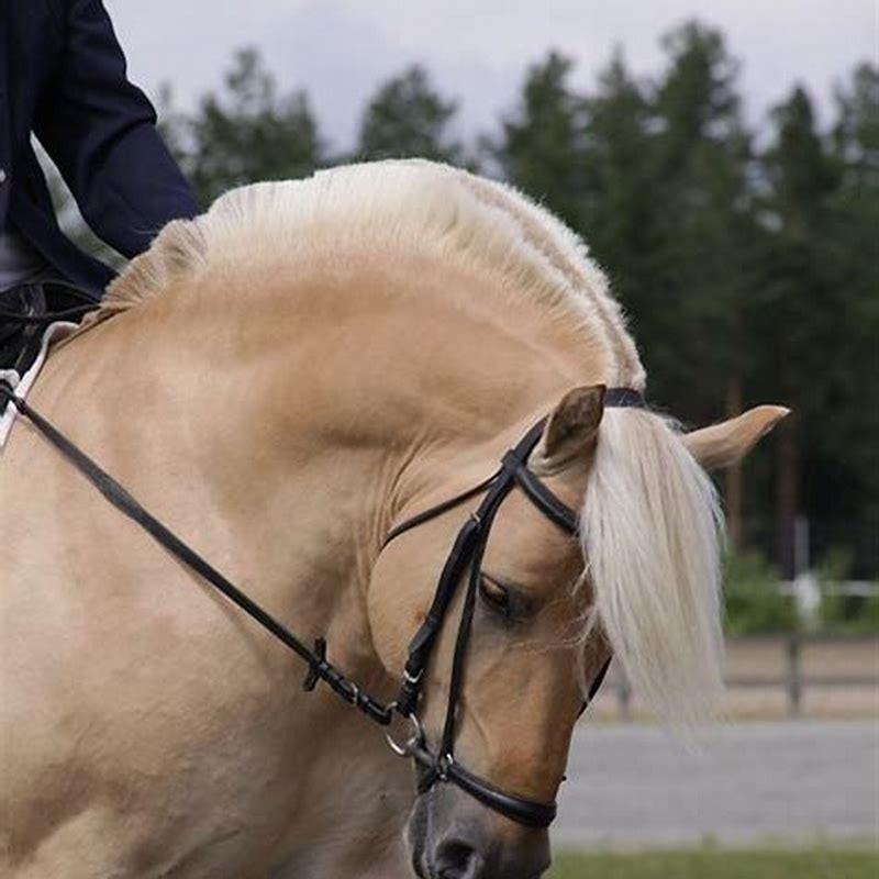 Can you ride a Norwegian Fjord Horse?