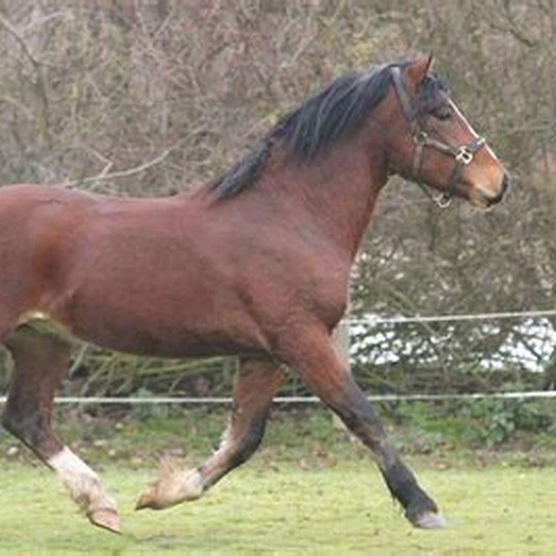 Can you ride a yearling horse?