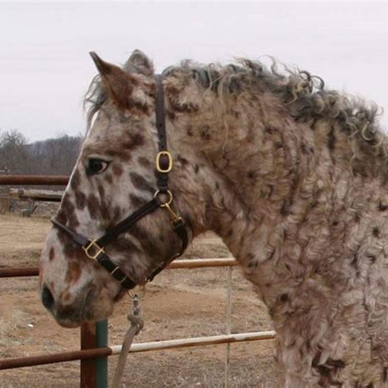 Can you ride Curly horses?