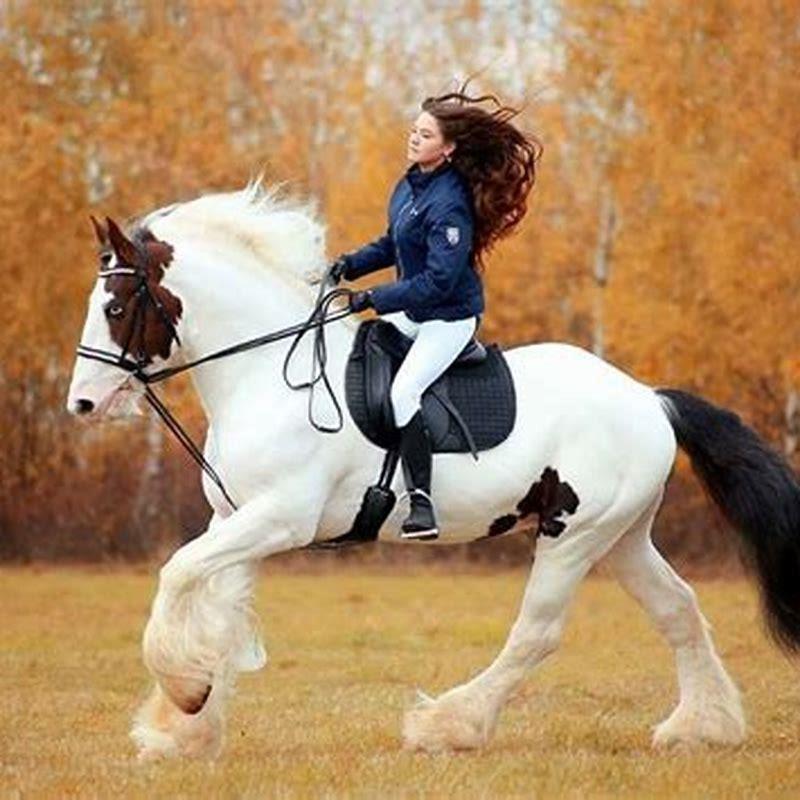 Can you ride Gypsy Vanner horses? - DIY Seattle