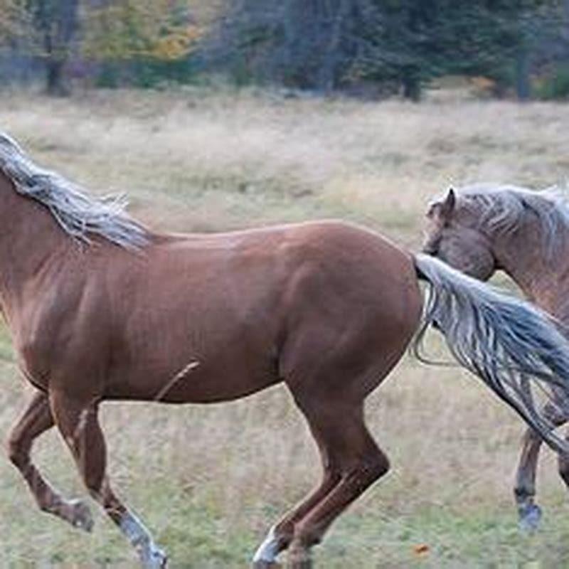 Can you swim in the Hungry Horse Reservoir?