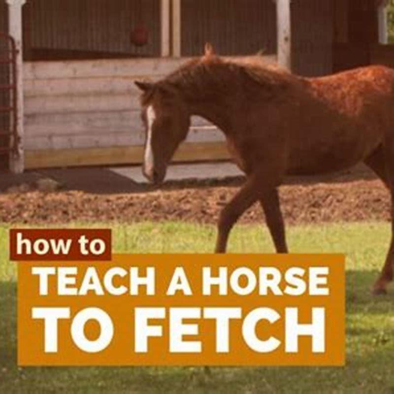 can-you-teach-a-horse-to-fetch-diy-seattle