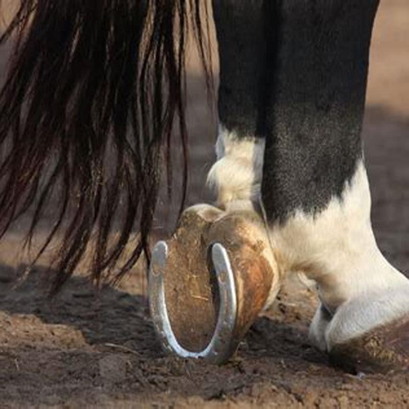 Can you trim your horses hooves yourself?