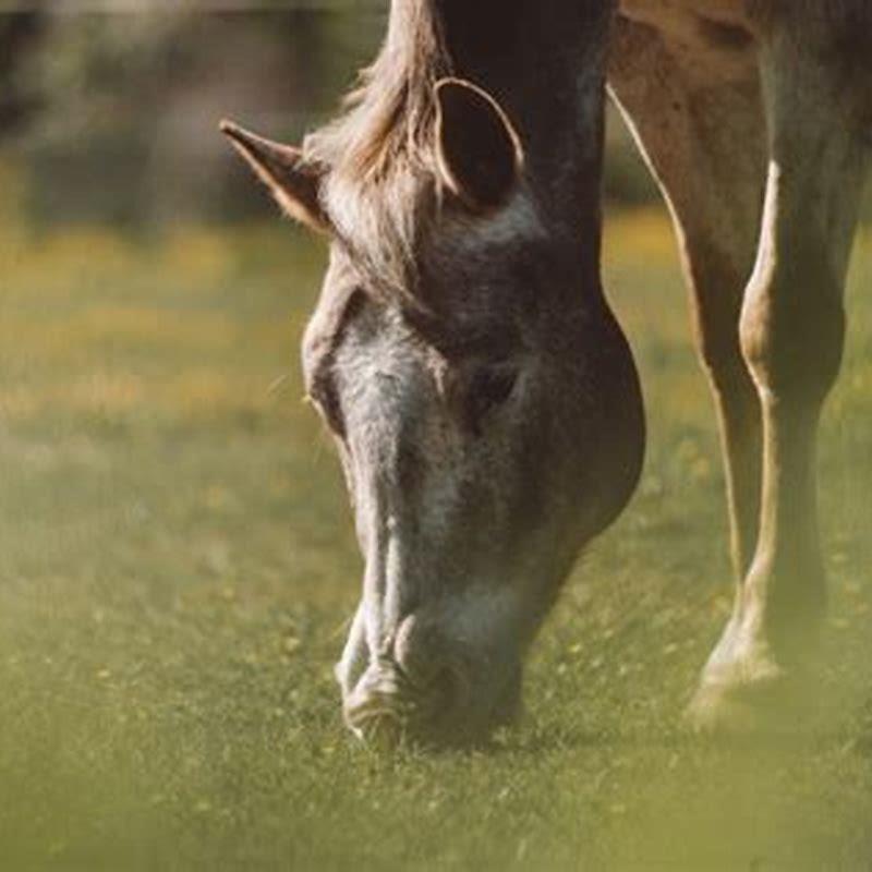 How To Check For Worms In Horses