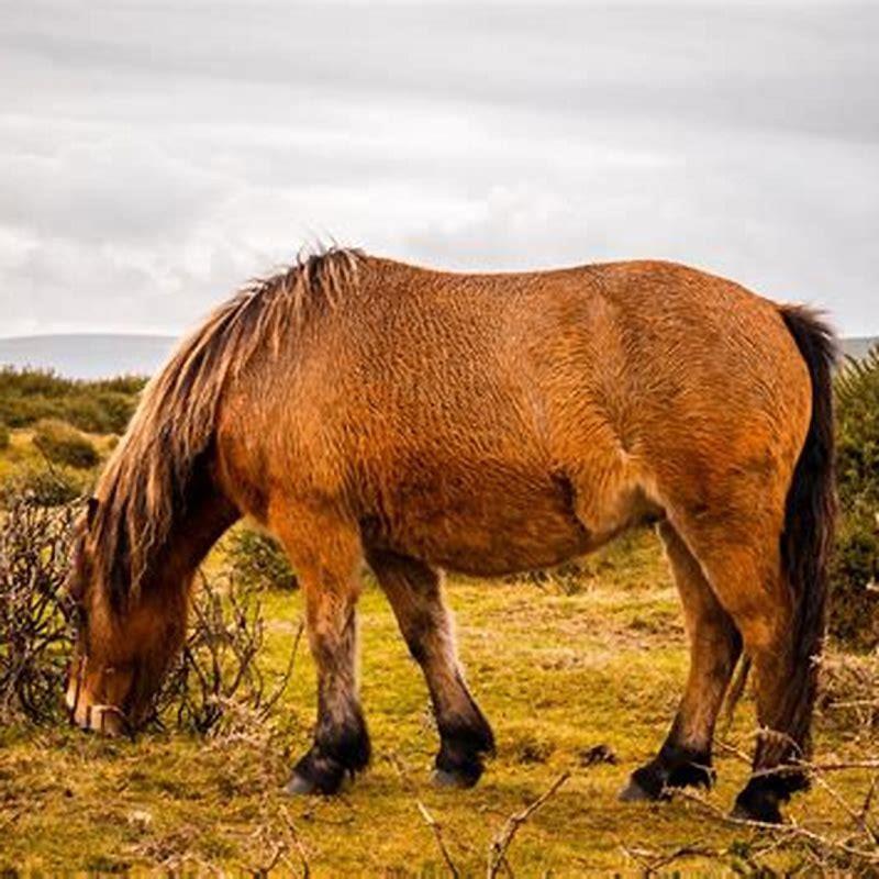 Do Exmoor ponies belong to anyone?