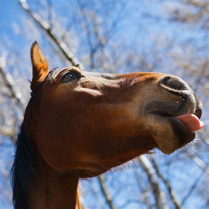 Do female horses have a mane? DIY Seattle
