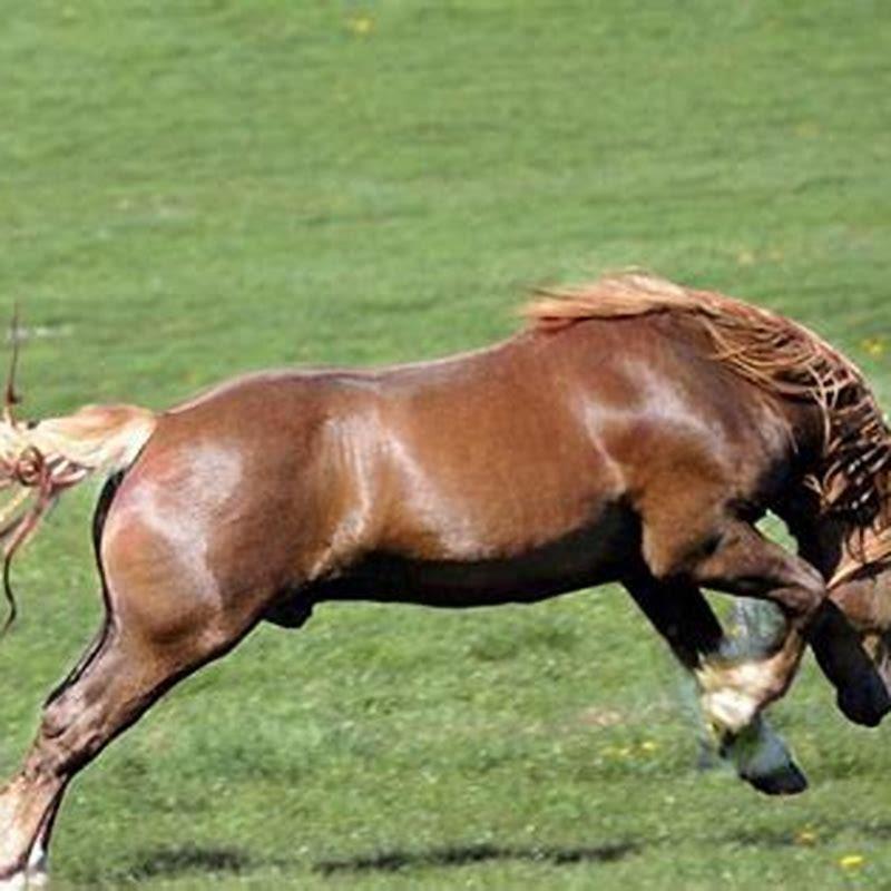 Do Fjord horses have feathers?