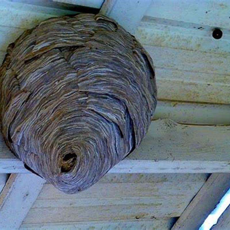 do-horse-flies-live-in-a-nest-diy-seattle