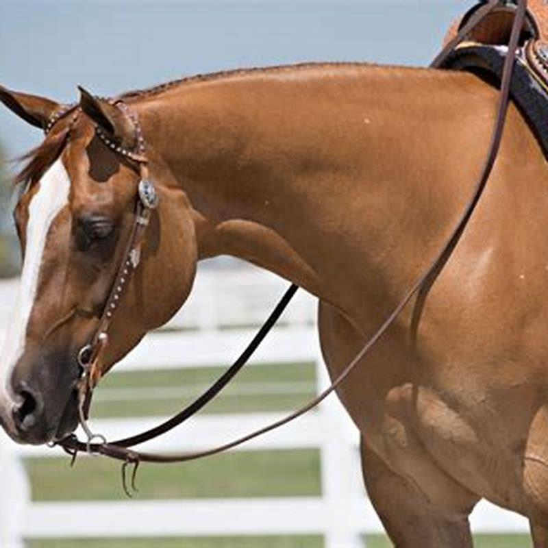 How Much Do Horse Trainers Make In Texas