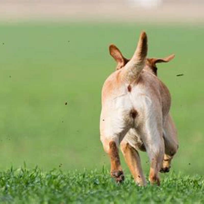 Do horses come back if they run away?