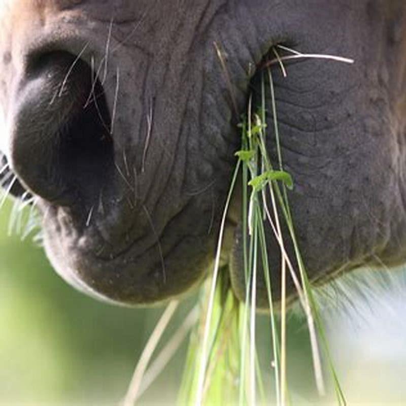 Do horses have two stomachs?