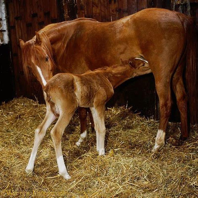 Do horses lay down to give birth?